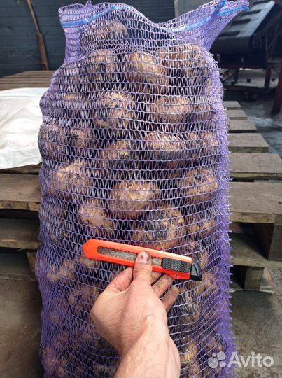 Картошка (Гала) из Чувашии для хранении