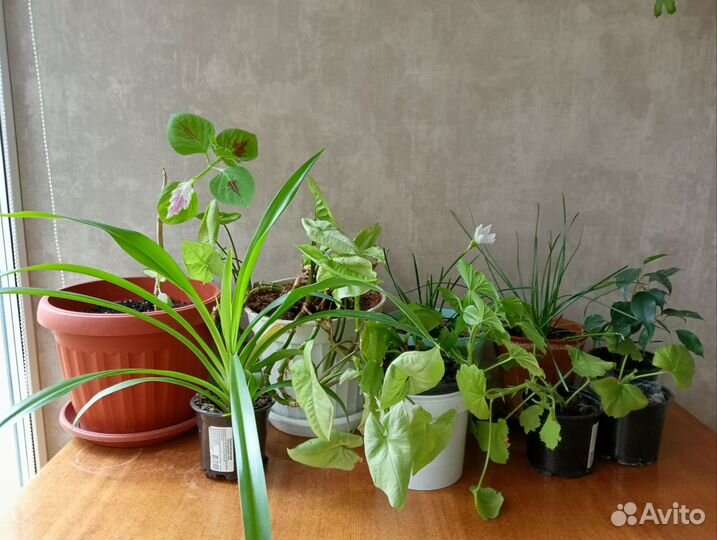Фикус,выскочка и др цветы