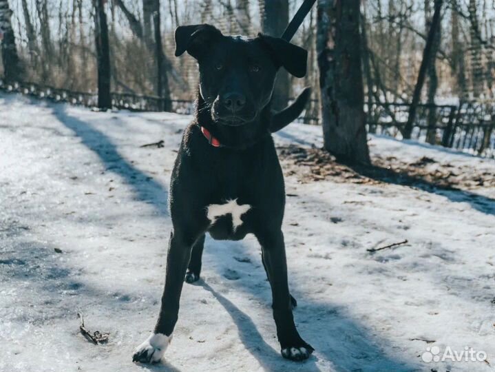 Шикарная собака подросток