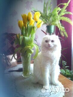 Кот в хорошие руки