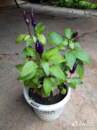 Перец декоративный