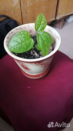 Клеродендрум – «дерево судьбы», приносящее удачу