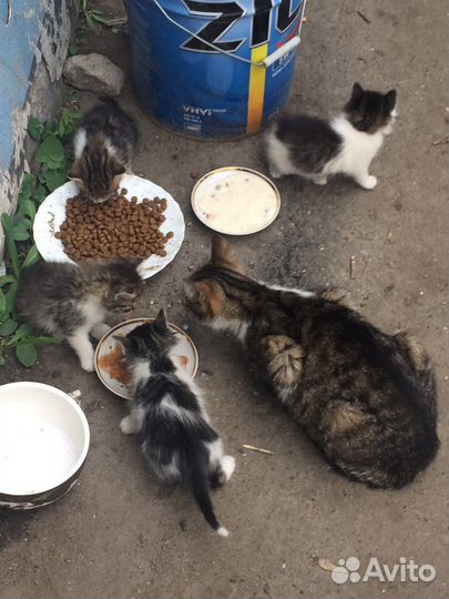 Котики бесплатно в добрые руки