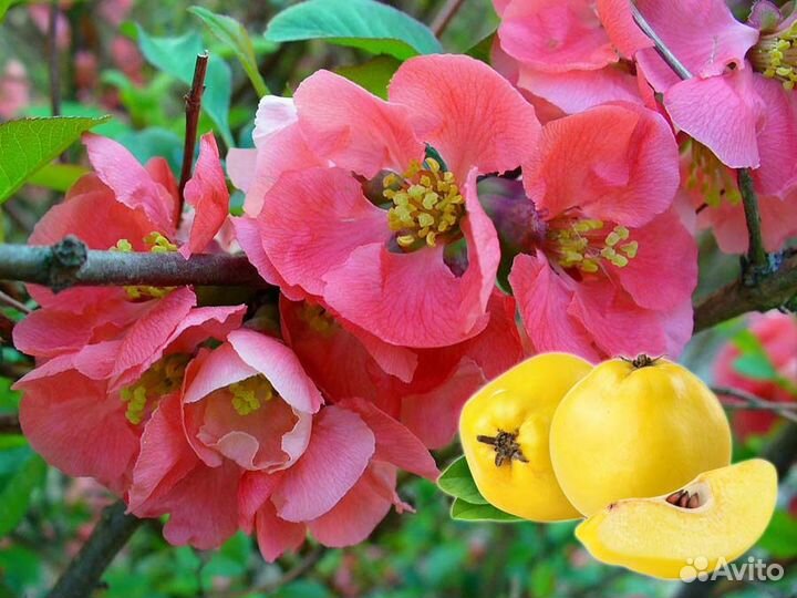 Айва японская Пинк Леди