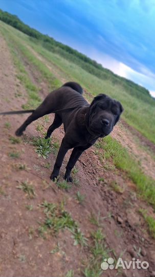 Шарпей вязка