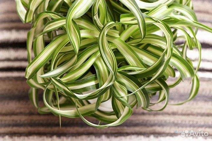 Хлорофитум кудрявый (кучерявый) Бонни