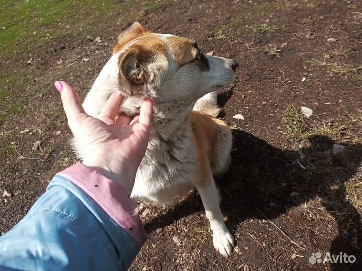 Отдам собаку в добрые руки бесплатно