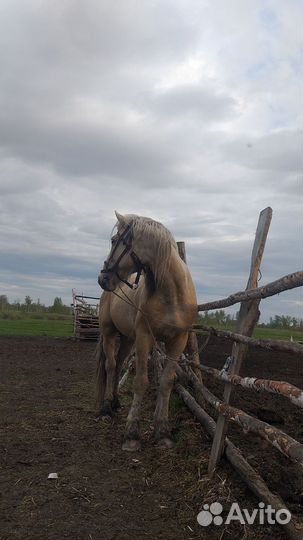 Продажа лошадь жеребец