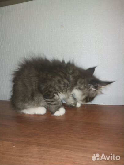 Котята мейн-кун