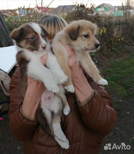 Щенки