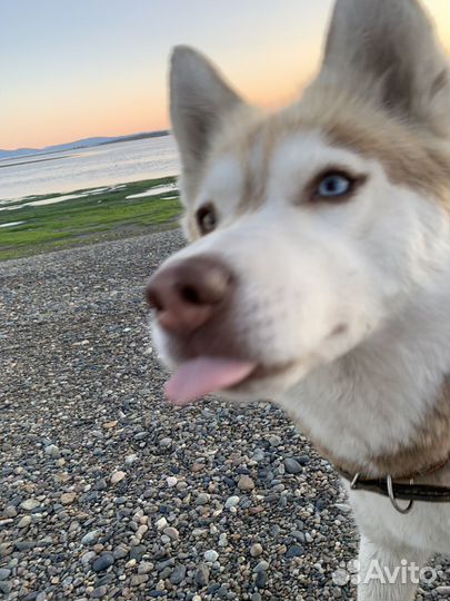 Хаски в добрые руки