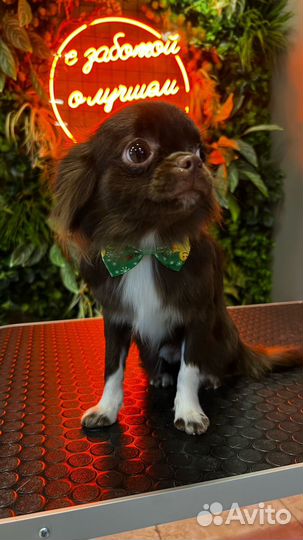 Вязка собак чихуахуа