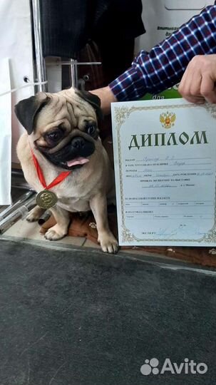 Мопс вязка мальчик