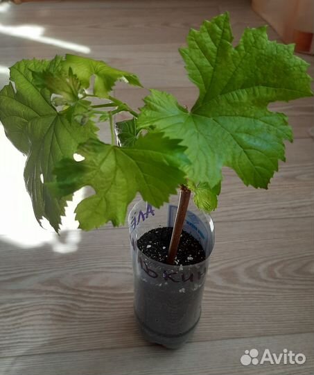 Саженцы и черенки винограда