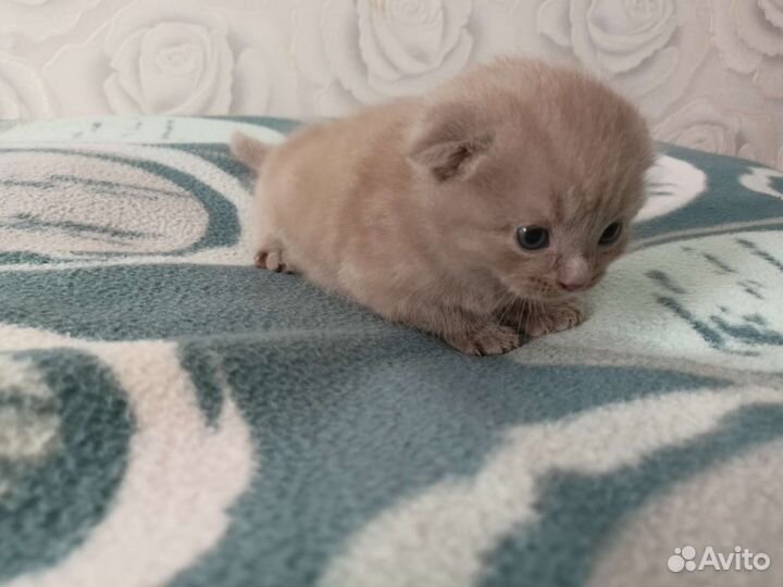 Британские котята вислоухие