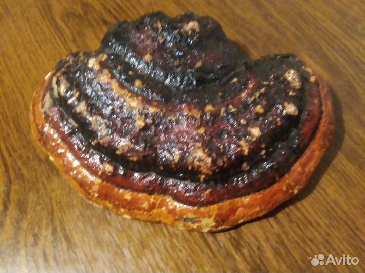 Сувенир. Гриб чага натуральный