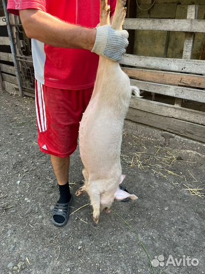 Поросята ландрас+1см