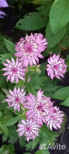 Многолетние садовые цветы