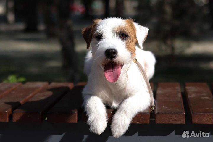 Парсон рассел терьер вязка