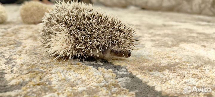 Карликовый африканский ежик