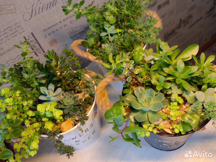 Флорариум. Суккуленты