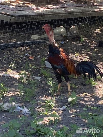 Бойцовые петухи