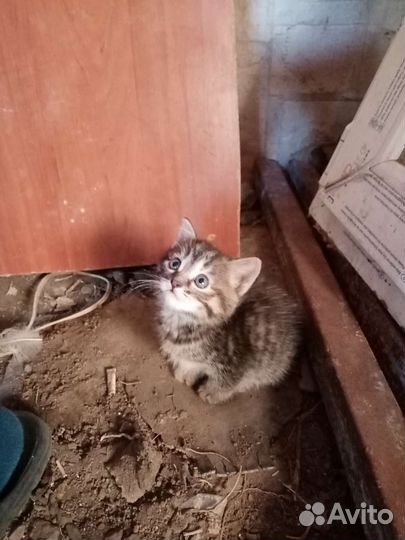 Кошка в дар