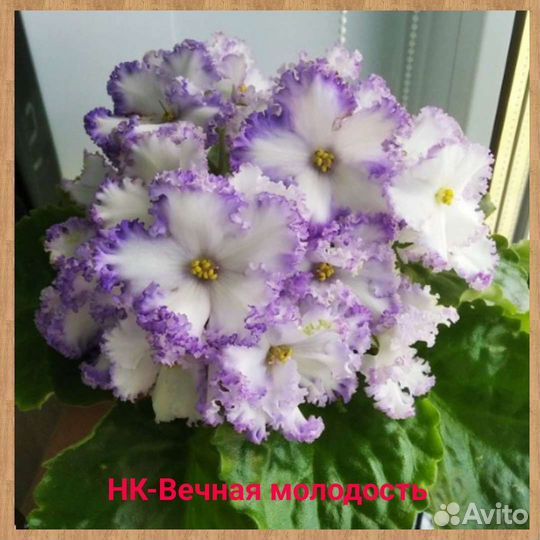 Фиалки (лист с/срез)