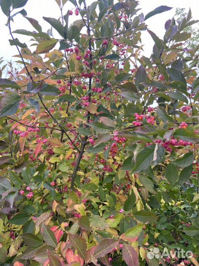 Бересклет европейский