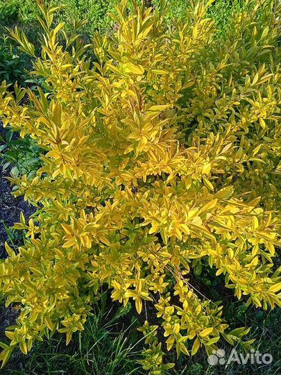 Бирючина золотистая