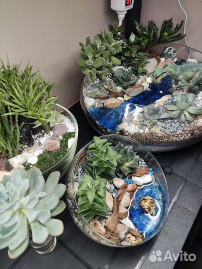 Флорариум суккуленты на заказ