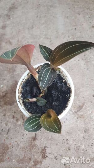 Лудизия Драгоценная орхидея возможен обмен