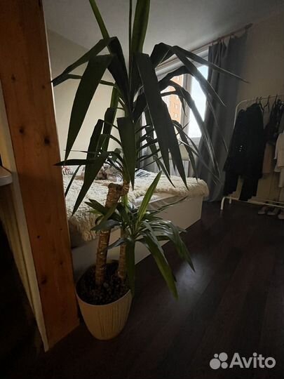 Пальма юкка