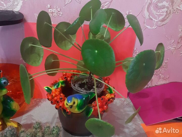 Комнатные цветы