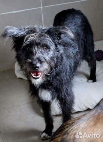 Собачка бородачка ищет дом