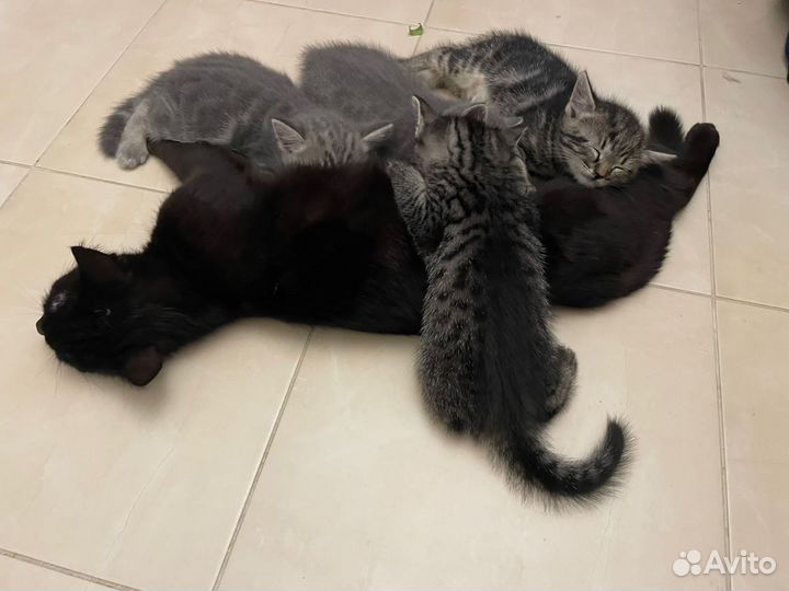 Британские котята бесплатно