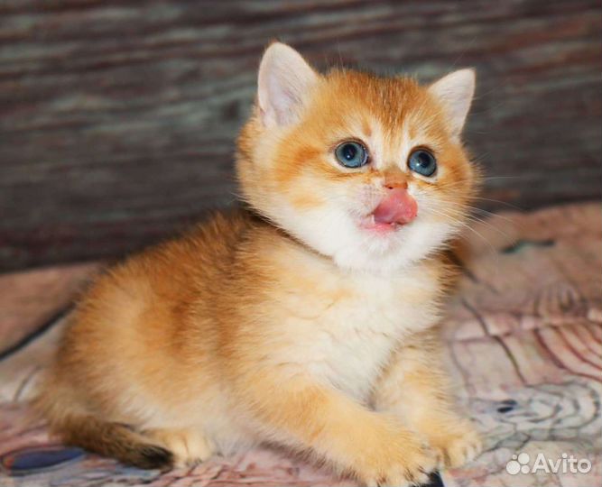 Котята британская золотая шиншилла