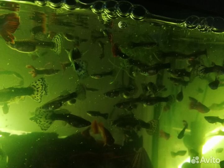 Аквариумные рыбки