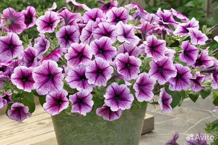 Петуния рассада виола, бакопа, львиный зев