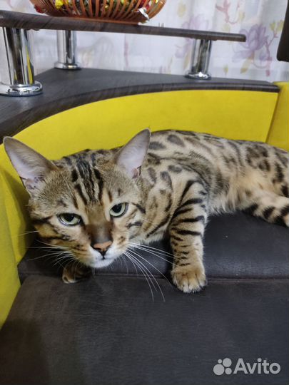 Бенгальский кот вязка
