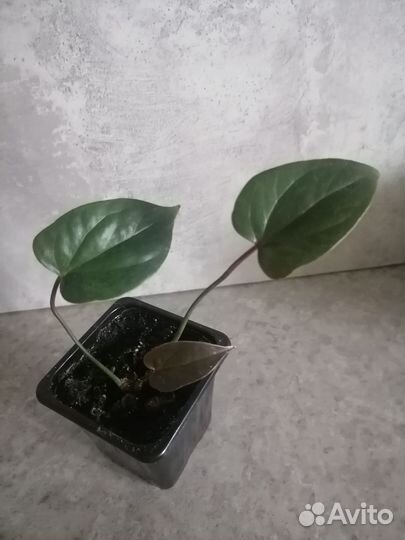 Антуриум блек лав (black love)