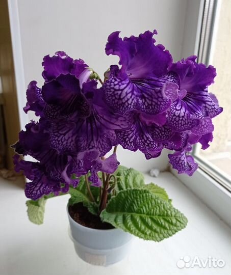 Стрептокарпусы