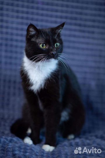 Кошка в дар