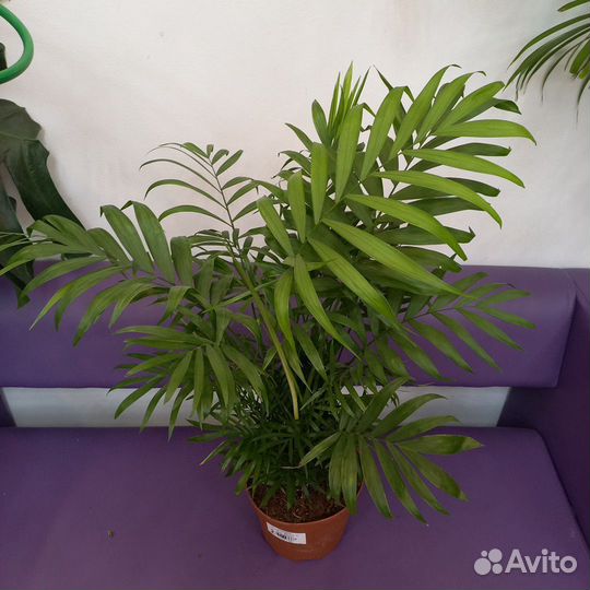 Комнатные растения