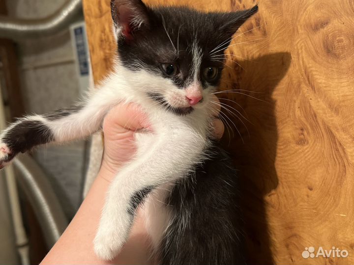 Котенок в дар