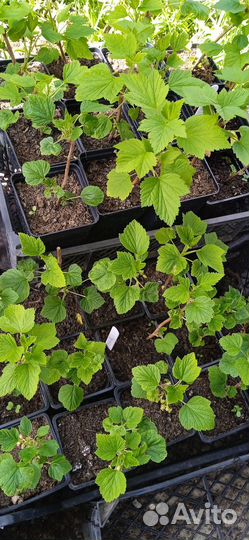 Растения для сада