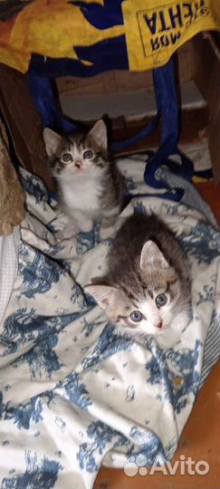 Кошка в дар бесплатно