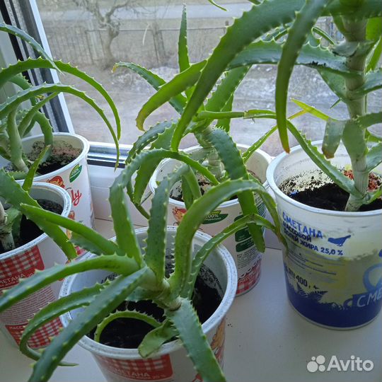 Алоэ столетник лечебный