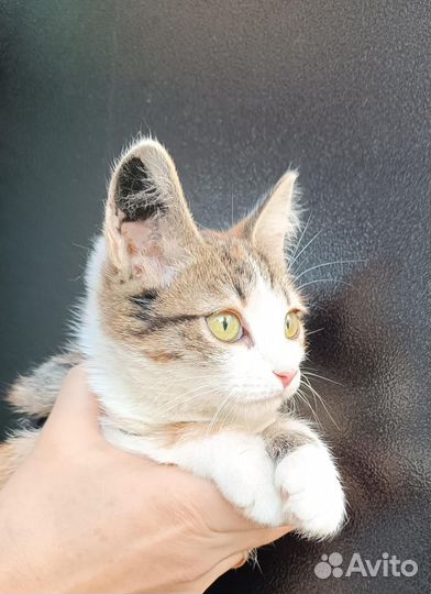 Котёнок девочка