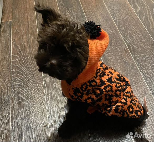 Свитер для собаки